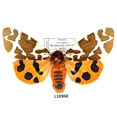 Erebidae, Arctiinae, Arctia caja, female, ex ovo, A1, Ukraine