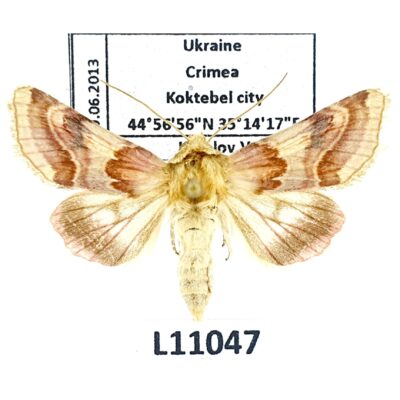 Noctuidae, Periphanes delphinii, A1/A1-, Ukraine