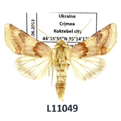 Noctuidae, Periphanes delphinii, A1-/A2-, Ukraine