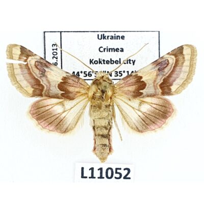 Noctuidae, Periphanes delphinii, B, Ukraine