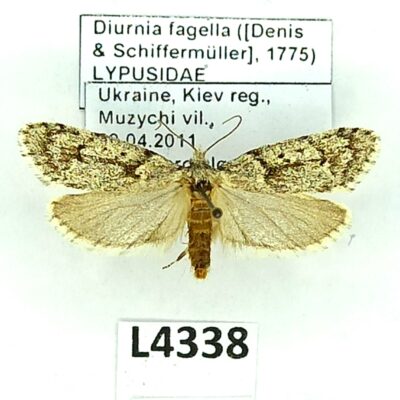 Lypusidae, Diurnea fagella, A1, Ukraine