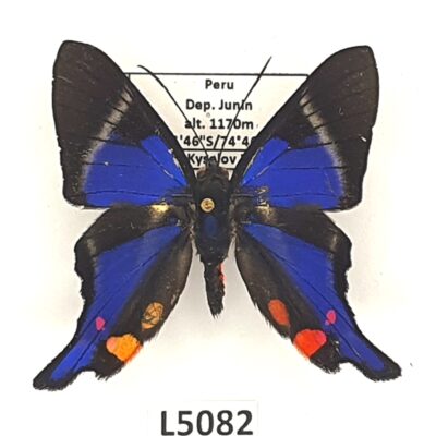 Riodinidae, Rhetus periander, male, A1-, Peru