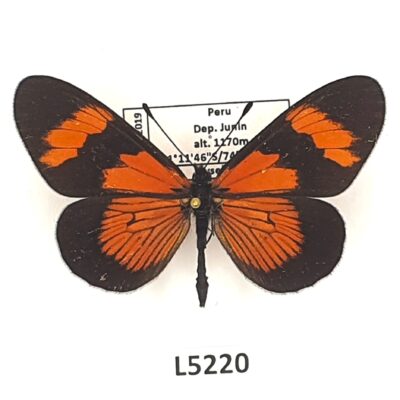 Nymphalidae, Heliconiinae, Altinote negra, A1, Peru