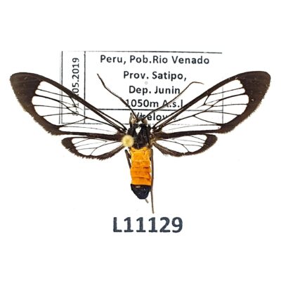 Erebidae, Arctiinae, Cosmosoma sp., A1, Peru