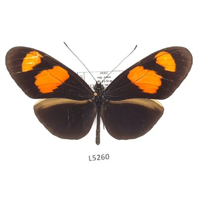 Nymphalidae, Heliconius melpomene xenoclea, male, A1-, Peru