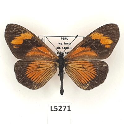 Nymphalidae, Heliconiinae, Altinote negra, female, A-, Peru