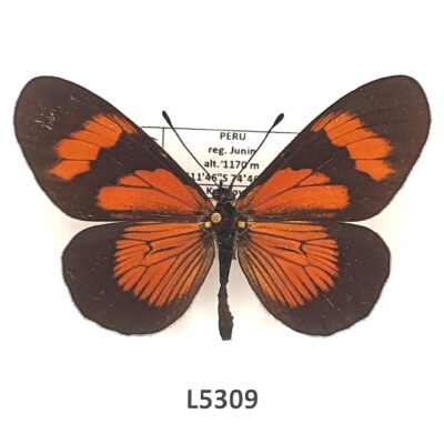 Nymphalidae, Heliconiinae, Altinote negra, A1-, Peru