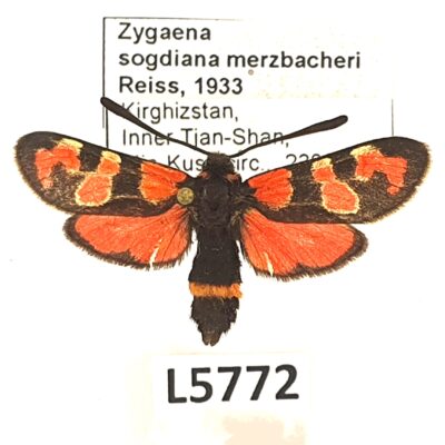 Zygaenidae, Zygaena sogdiana merzbacheri, Kyrgyzstan