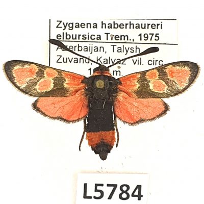 Zygaenidae, Zygaena haberhaureri elbursica, Azerbaijan