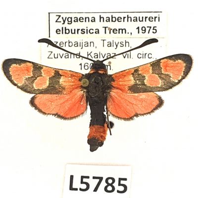 Zygaenidae, Zygaena haberhaureri elbursica, Azerbaijan