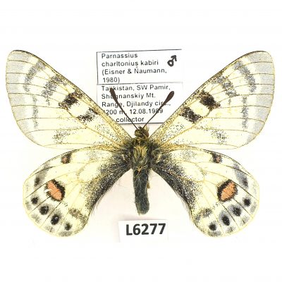 Parnassius charltonius kabiri, male, A-, Tajikistan