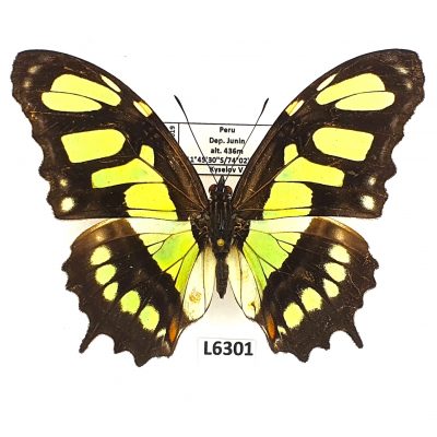 Nymphalidae, Siproeta stelenes, A1-, Peru