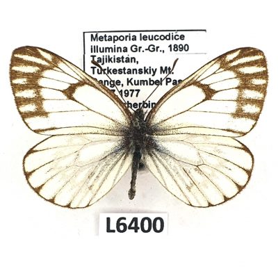 Pieridae, Metaporia leucodice illumina, male, A2-, Tajikistan