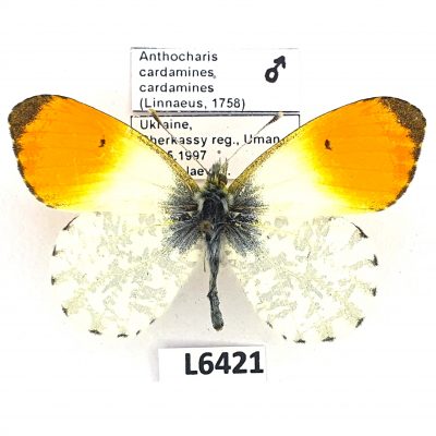 Pieridae, Anthocharis cardamines cardamines, male, A1, Ukraine