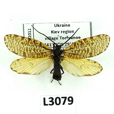 Trichoptera, Phryganeidae, Hagenella clathrata, A1-, Ukraine