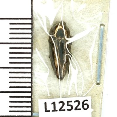 Buprestidae, Sphenoptera aeneomicans, A1, Tajikistan