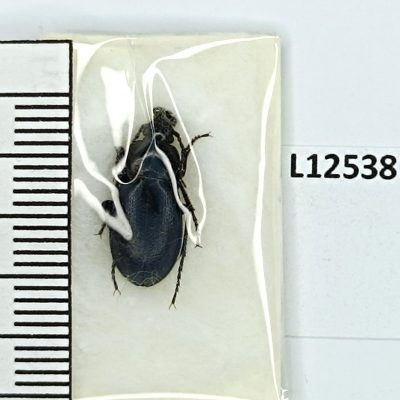 Carabidae, Carabus regulus, A1, Kyrgyzstan