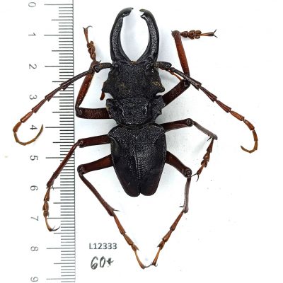 Cerambycidae, Prionacalus cacicus, 60+mm., A1, Peru