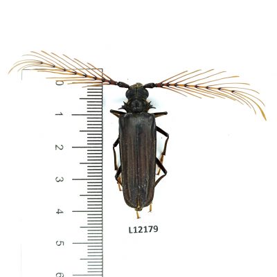 Cerambycidae, Sarifer flavirameus, A1, Peru