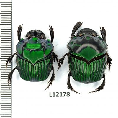 Scarabaeidae, Oxysternon conspicillatum, pair, A1/A1-, Peru