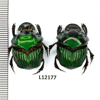 Scarabaeidae, Oxysternon conspicillatum, pair, A1/A1-, Peru