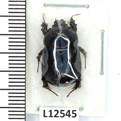 Scarabaeidae, Pentodon persicus, A-, Iran