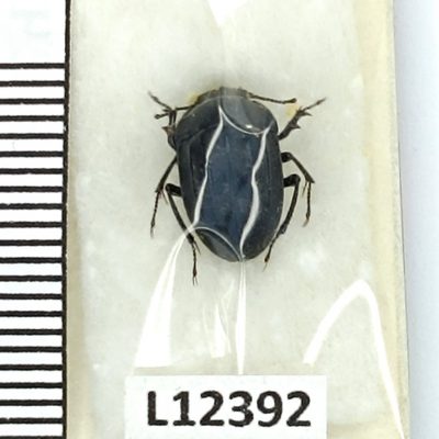 Tenebrionidae, Erodius sp., A1-, Iran