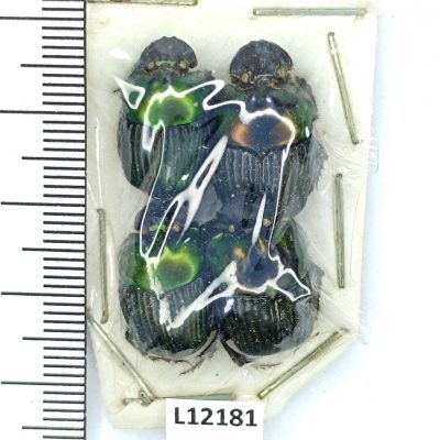 Scarabaeidae, Sulcophanaeus sp.?, 4ex., A1-, Peru