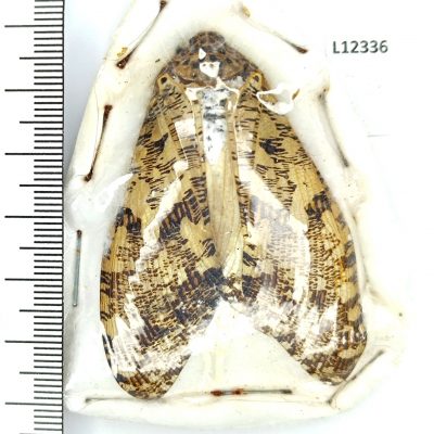 Hemiptera, Fulgoridae, Phenax variegata, A2, Peru