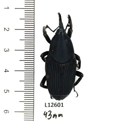 Curculionidae, Rhynchophorus palmarum, 43mm, A1/A1-, Peru