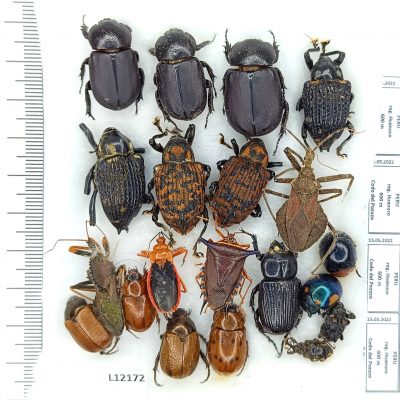 Coleoptera MIX, 20ex., A1/A1-, Peru, L12172