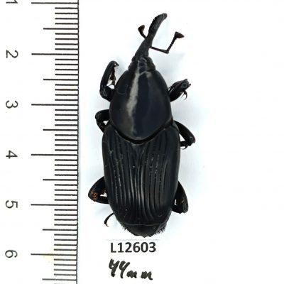 Curculionidae, Rhynchophorus palmarum, 44mm, A1/A1-, Peru