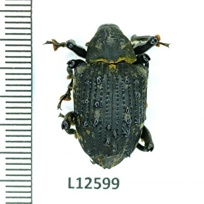 Curculionidae, Brachyceridae sp., A1, Peru