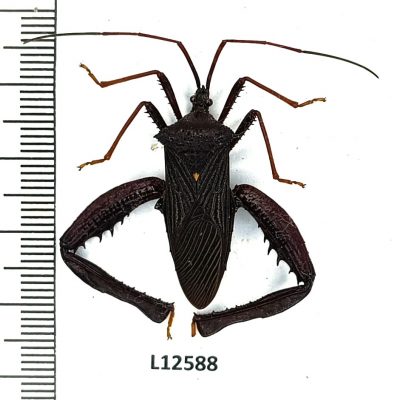 Hemiptera, Coreidae, Acanthocephala femorata, A1-, Peru