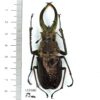 Lucanidae, Sphaenognathus giganteus, male, 73mm, A1, Peru