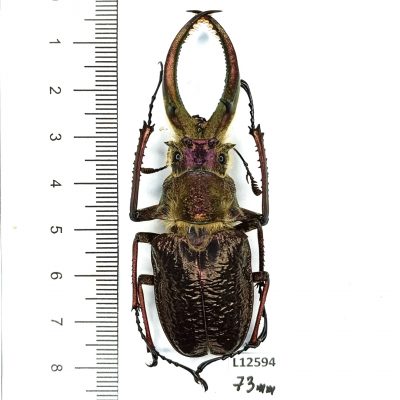 Lucanidae, Sphaenognathus giganteus, male, 73mm, A1, Peru