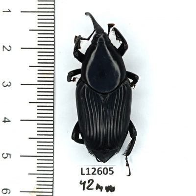 Curculionidae, Rhynchophorus palmarum, 42mm, A1/A1-, Peru