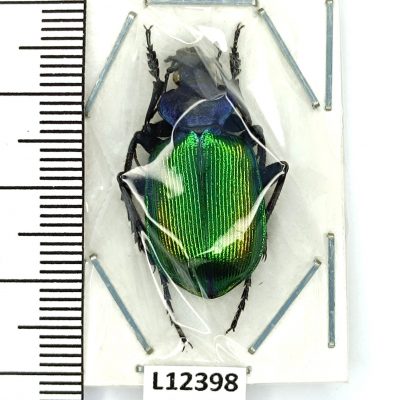 Carabidae, Calosoma sycophanta, A1-, Ukraine