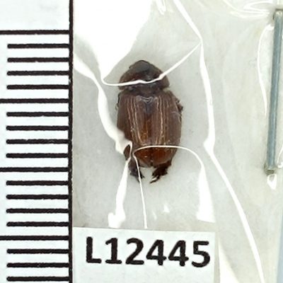 Scarabaeidae, Orubesa ata, A2, Iran