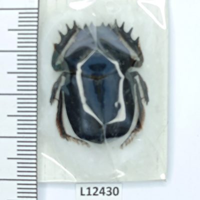 Scarabaeidae, Scarabaeus bannuensis, A1-, Iran