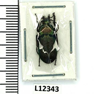 Carabidae, Carabus arvensis, male, A1, Ukraine