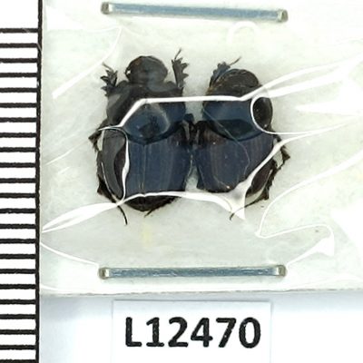 Scarabaeidae, Onthophagus gibbosus koshantschikoffi, pair, Afghanistan