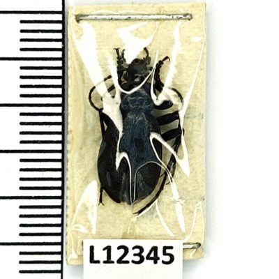 Carabidae, Carabus kolymensis kodarensis, A1, Russia