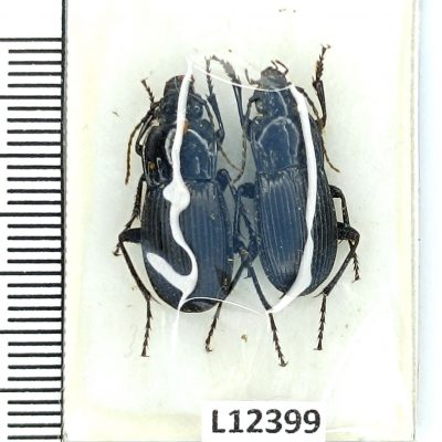 Carabidae, Abax parellelepipedus, pair, A1, Ukraine