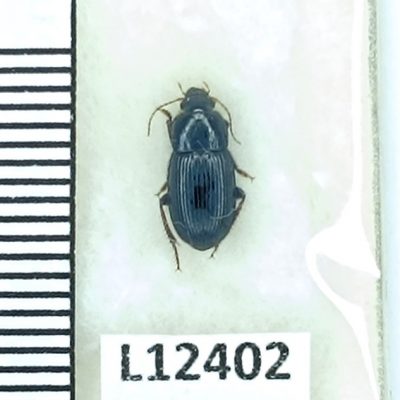 Carabidae, Harpalus flavicornis, A1, Georgia