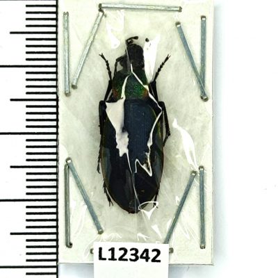 Carabidae, Carabus hummeli gustavi, female, A1, Russia