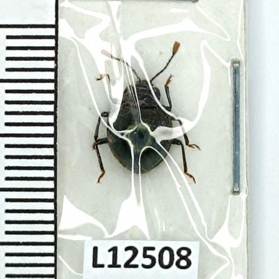 Coleoptera sp., A1, Peru, L12508