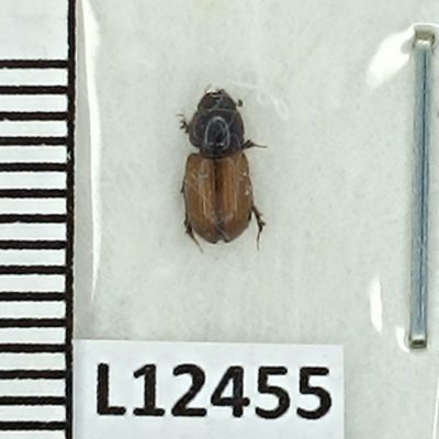 Scarabaeidae, Aphodius nitidulus, A1, Ukraine