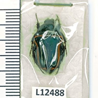 Scarabaeidae, Coptomia mauritania, A1, Madagascar