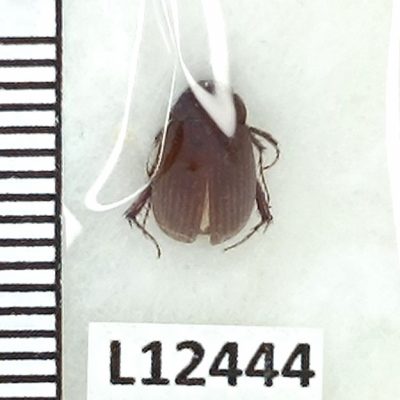 Scarabaeidae, Maladera holosericea, A1, Ukraine